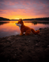 Bukowski Bears-Sweet Clever Fox